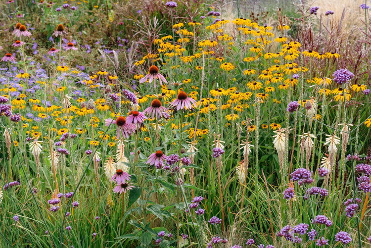 Perennials