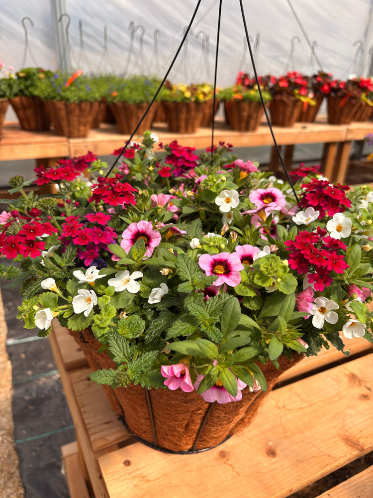 Annuals