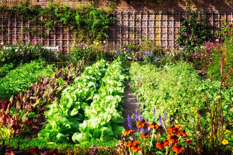 Fruits, Vegetables & Herbs