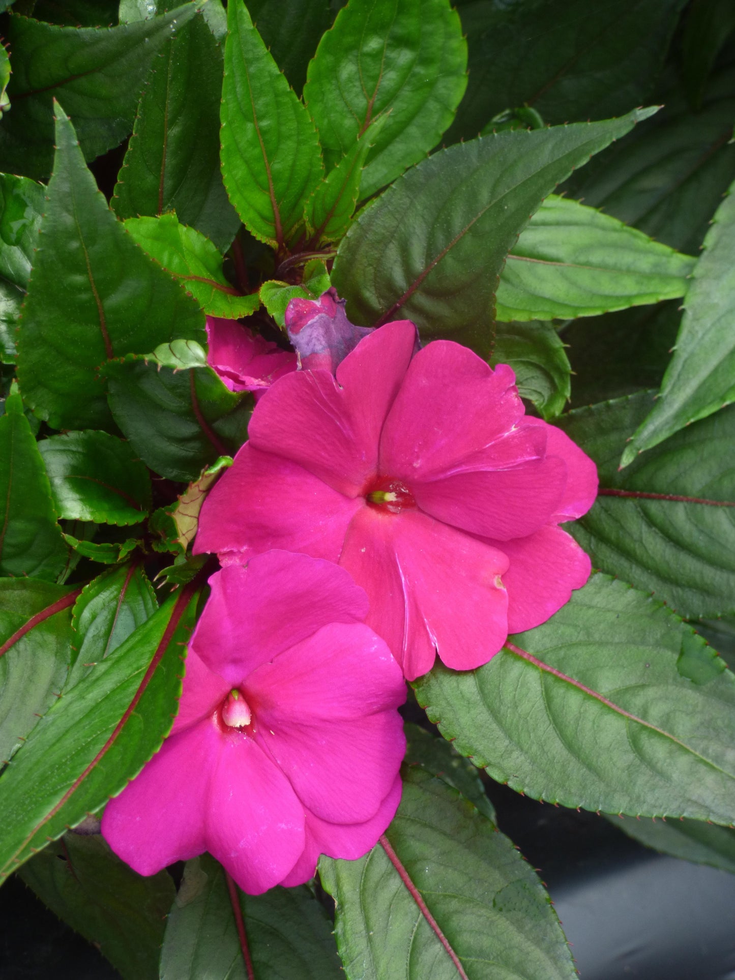 New Guinea Impatiens Magnum
