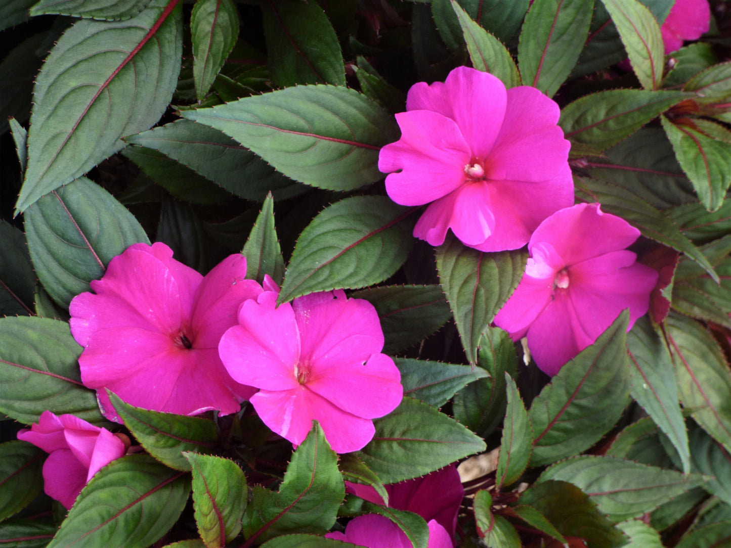 Magnum Blue New Guinea Impatiens