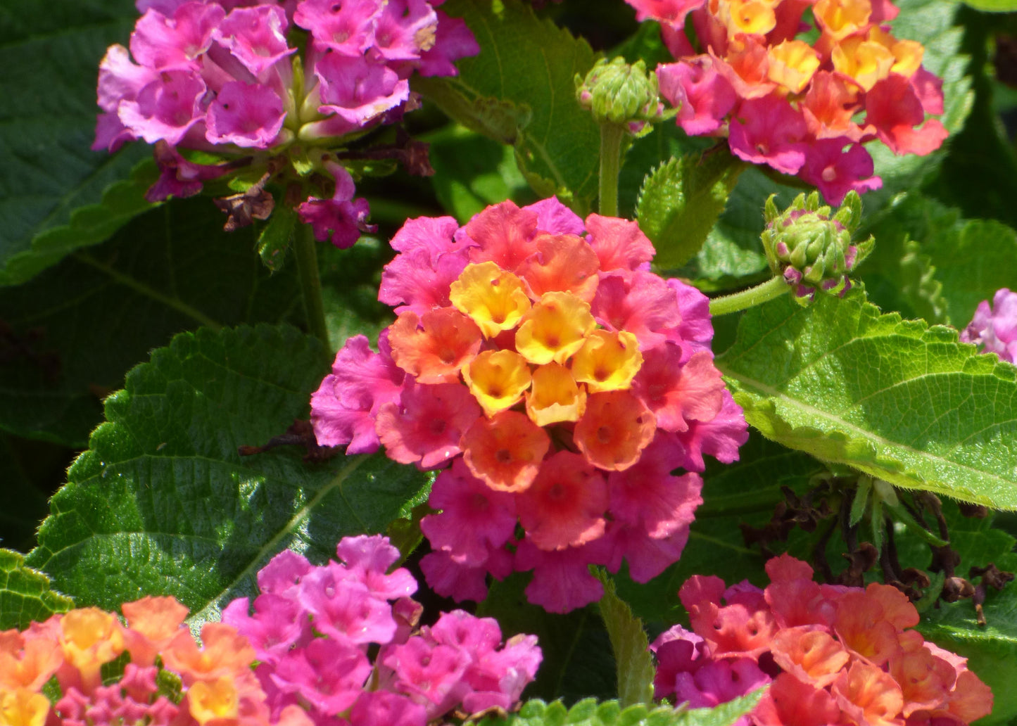 Havana Pink Lantana