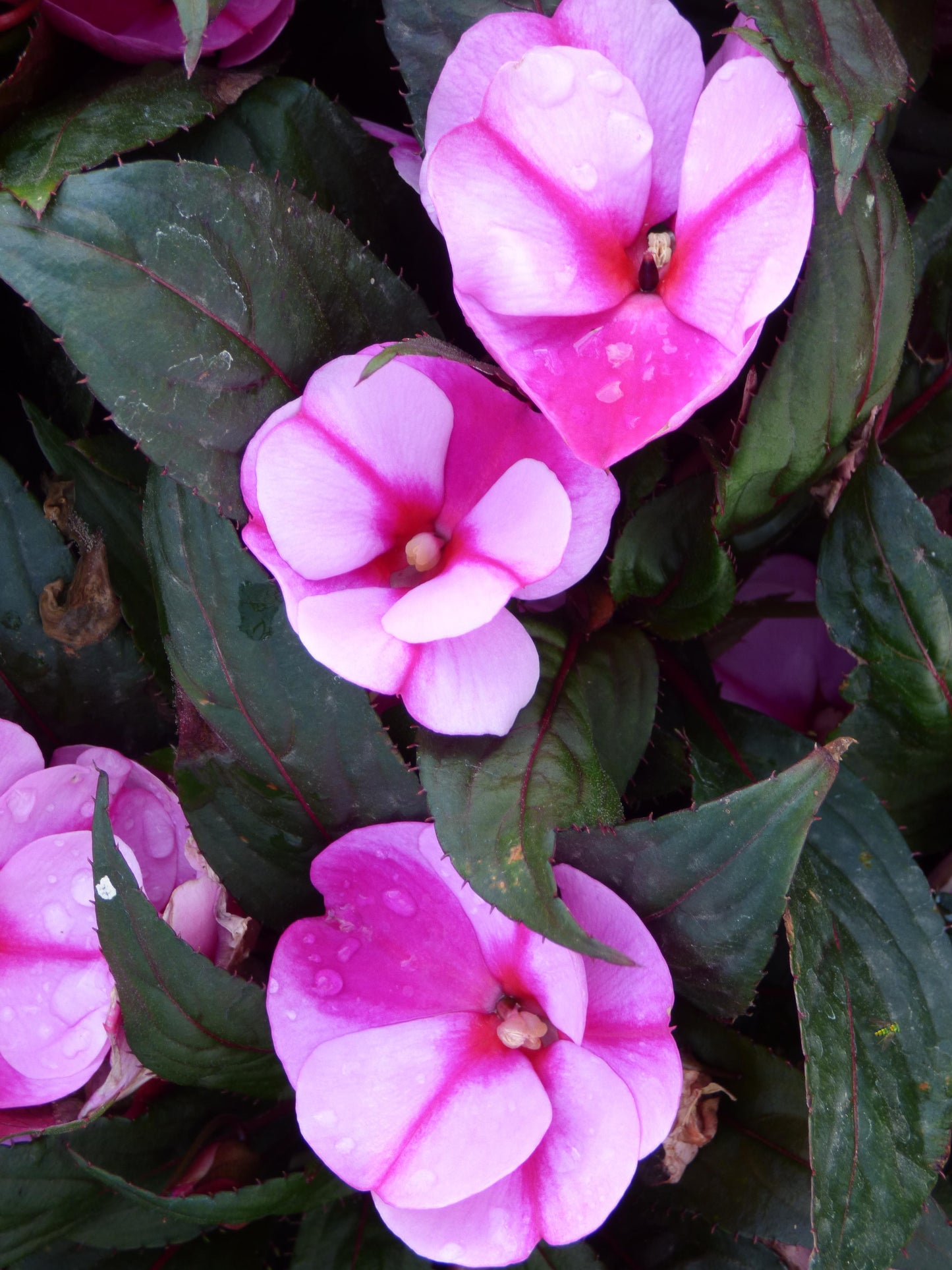 New Guinea Impatiens Magnum