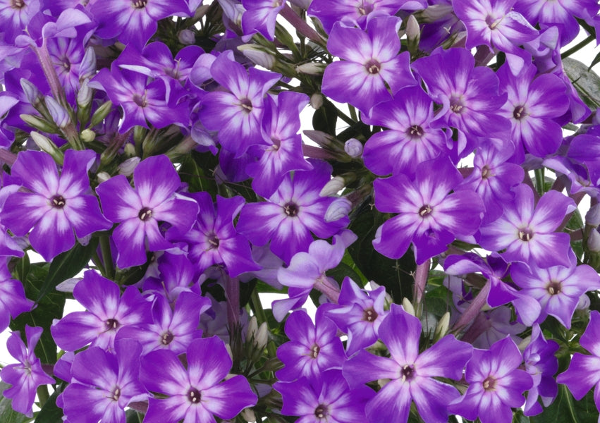 Early Purple Garden Phlox