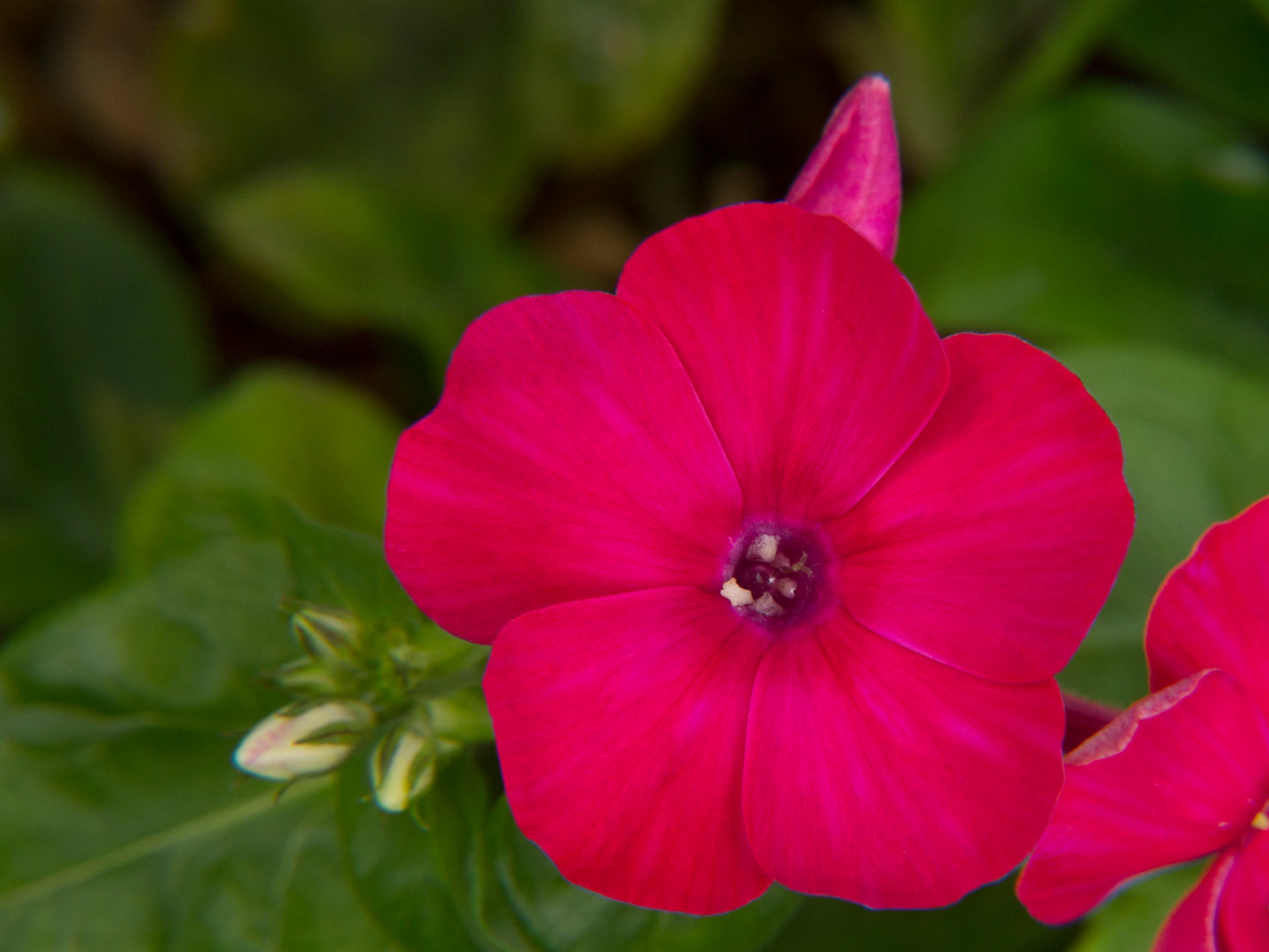 Flame Red Phlox