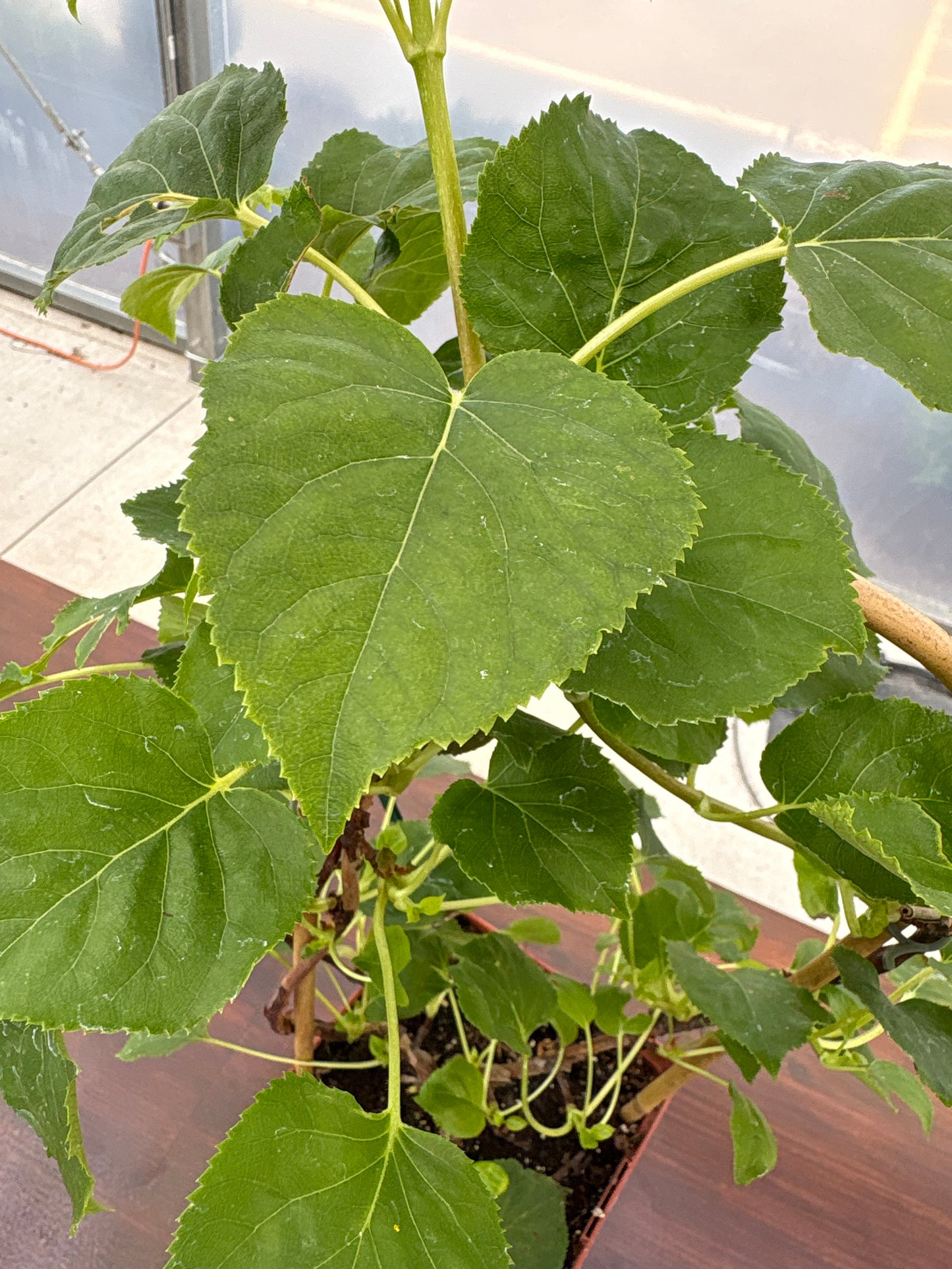 Climbing Hydrangea