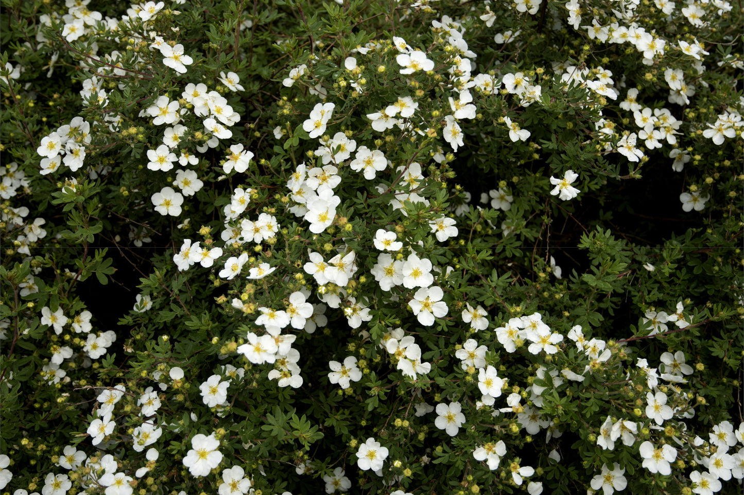 Abbotswood Potentilla