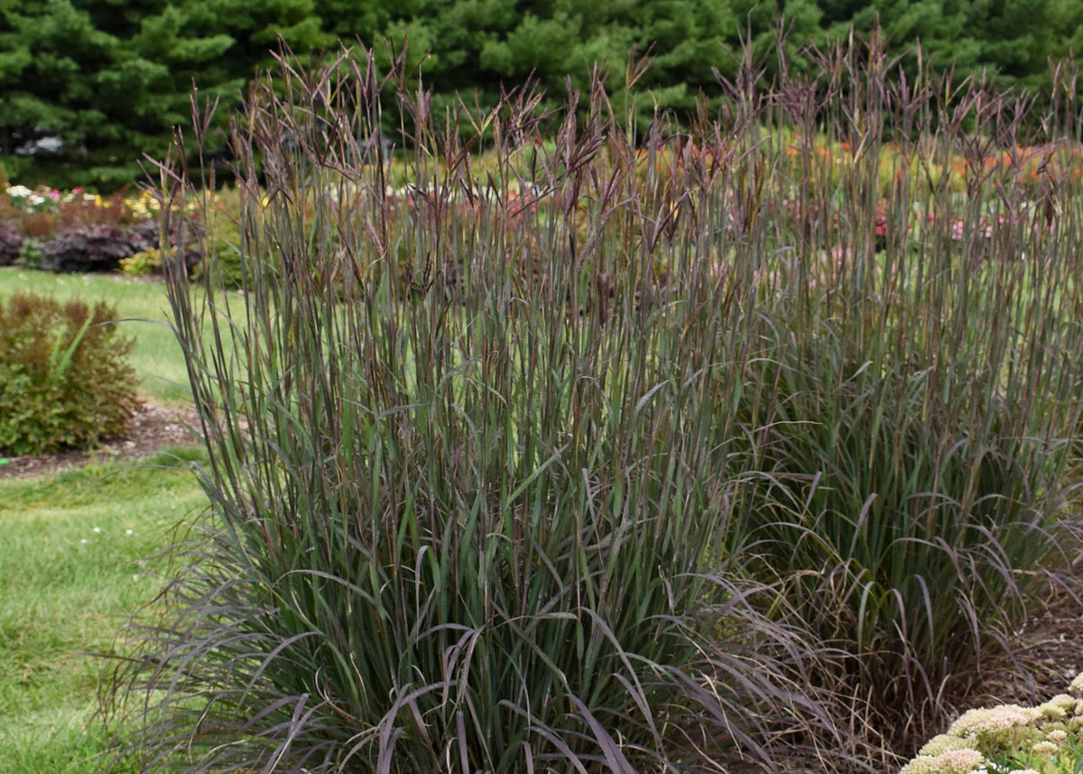 Blackhawks Big Bluestem