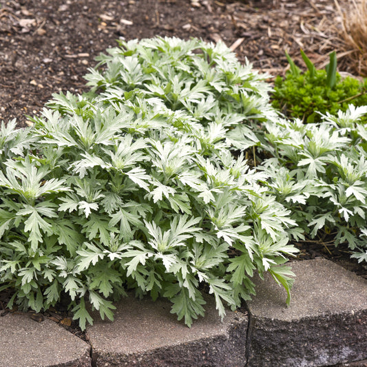 Silver Lining Artemisia