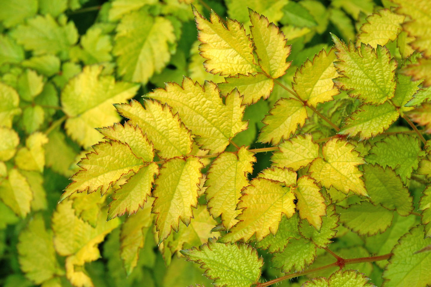 Color Flash Lime Astilbe