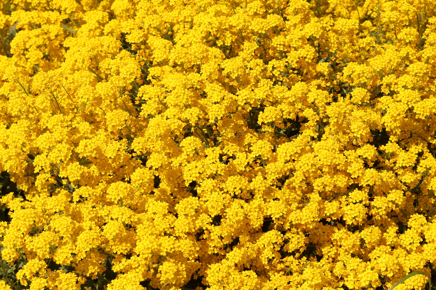 Gold Dust Alyssum