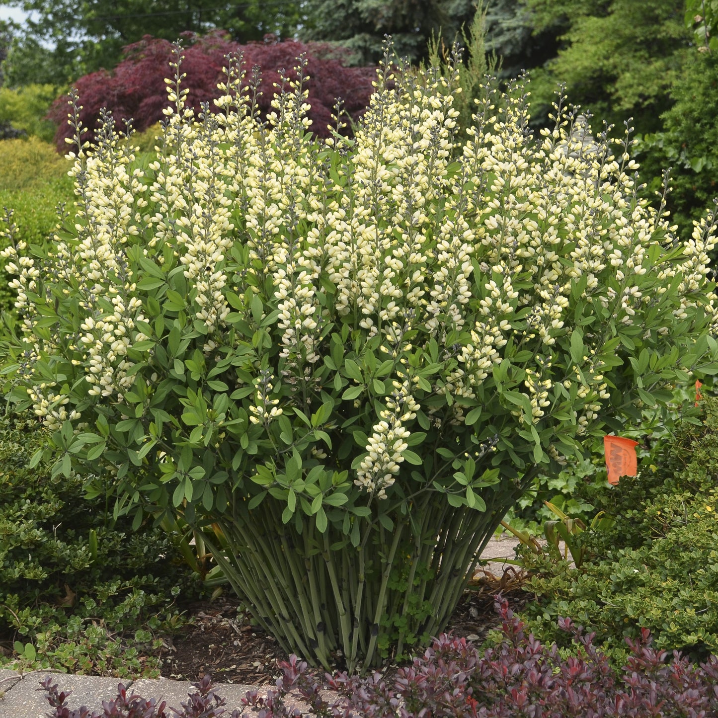 Vanilla Cream False Indigo