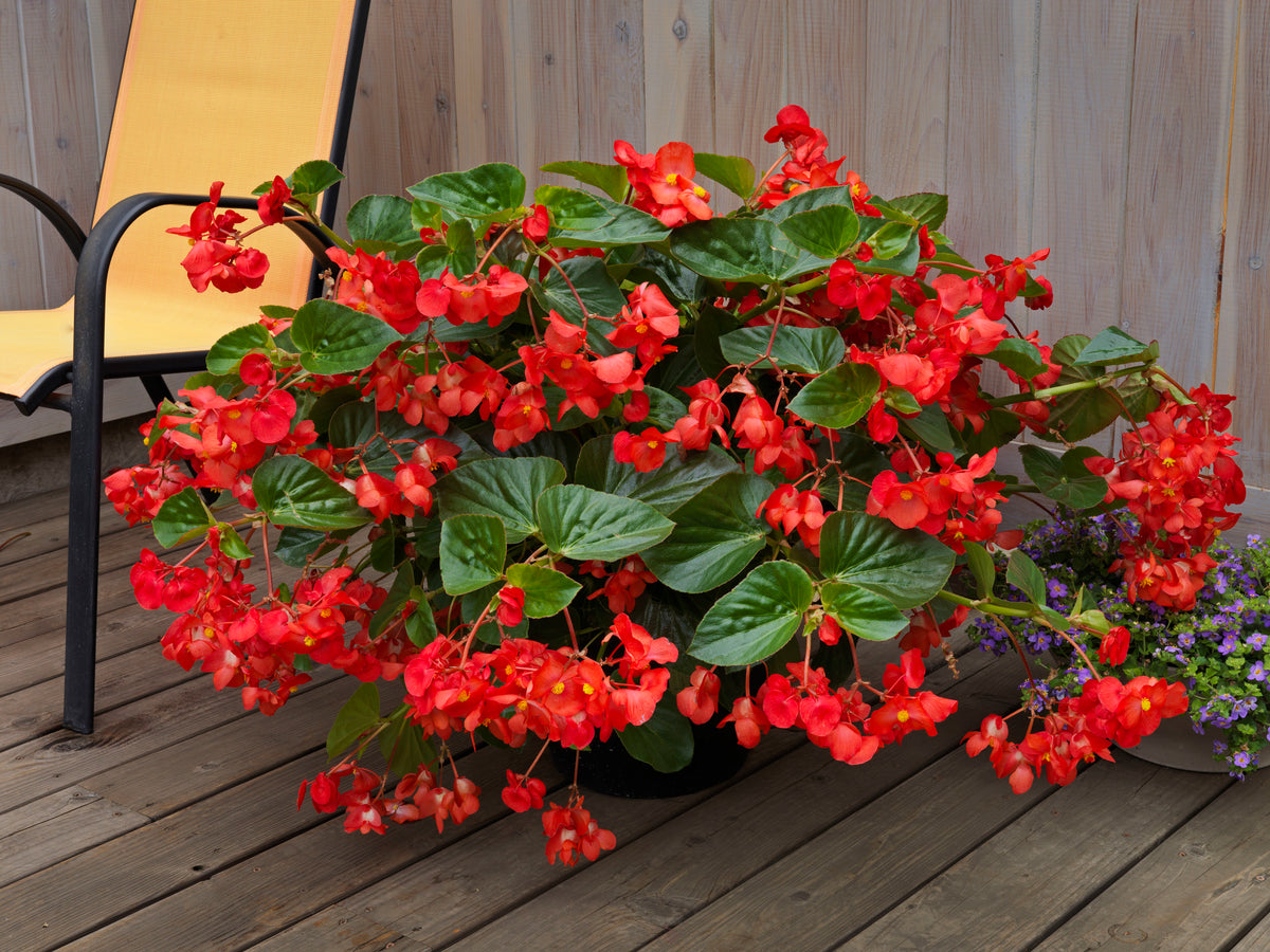 Whopper Red Green Leaf Begonia