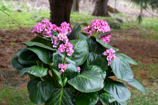 Miss Piggy Bergenia