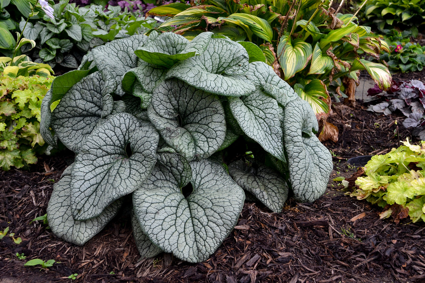 Queen of Hearts Brunnera