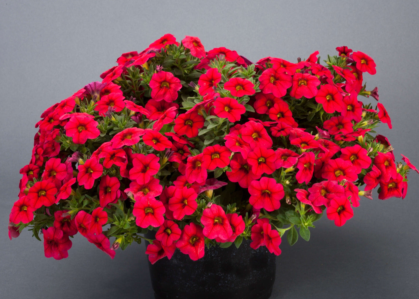 Dark Red (Vampire) Calibrachoa