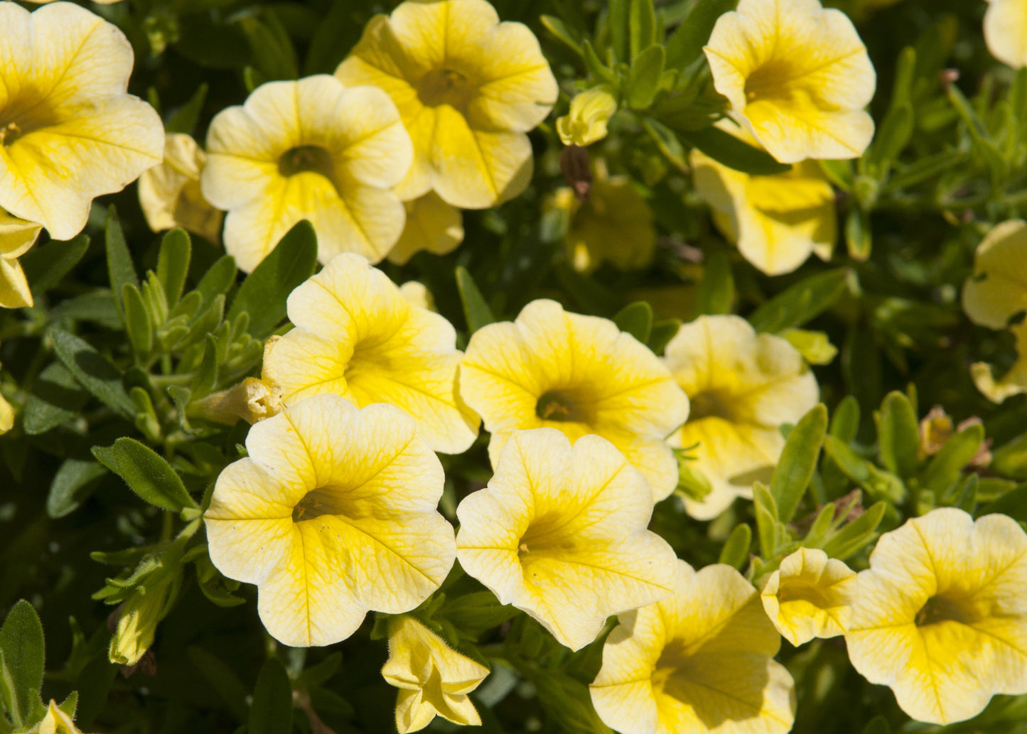 Deep Yellow Calibrachoa