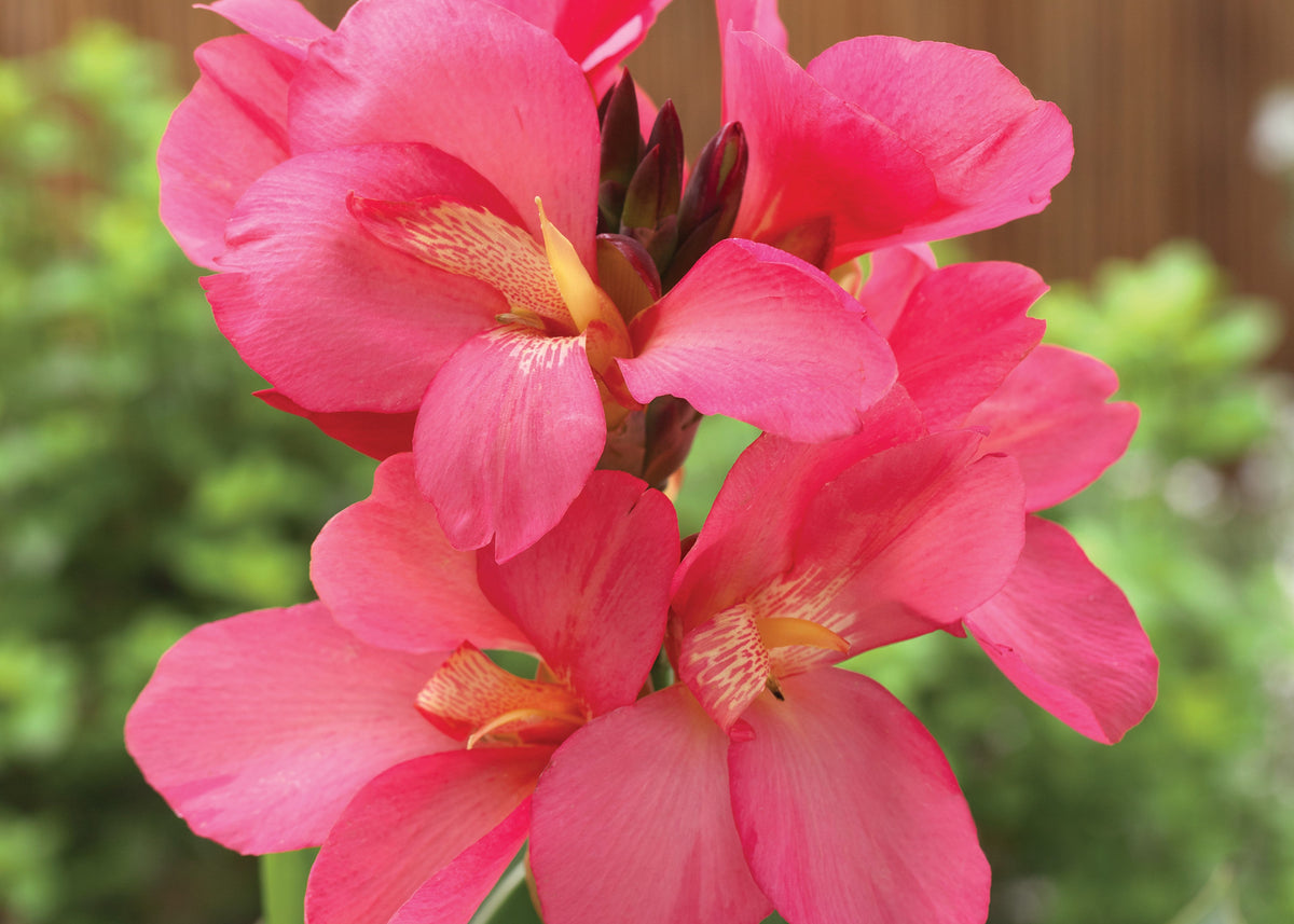 Cannova Rose Canna