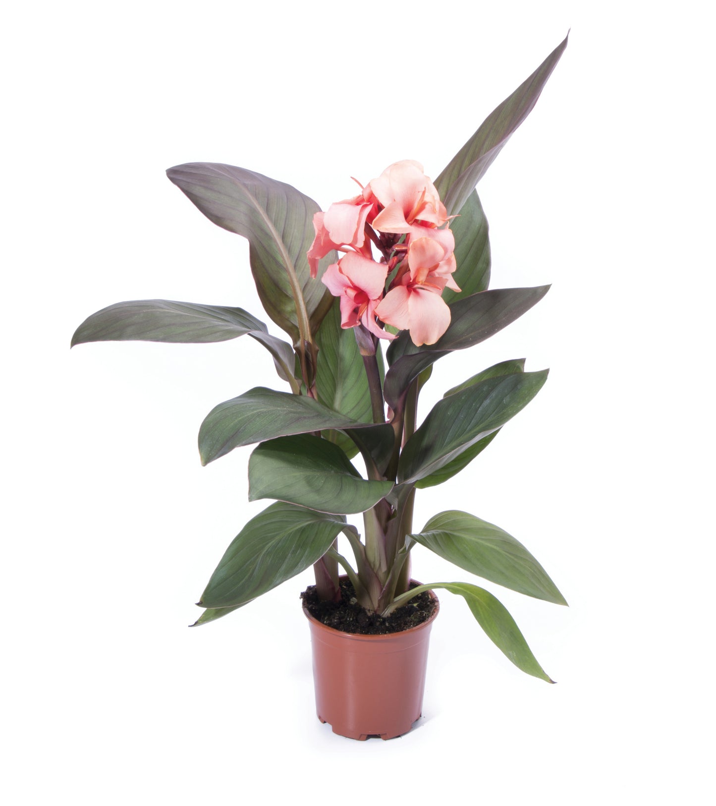 Bronze Peach Canna