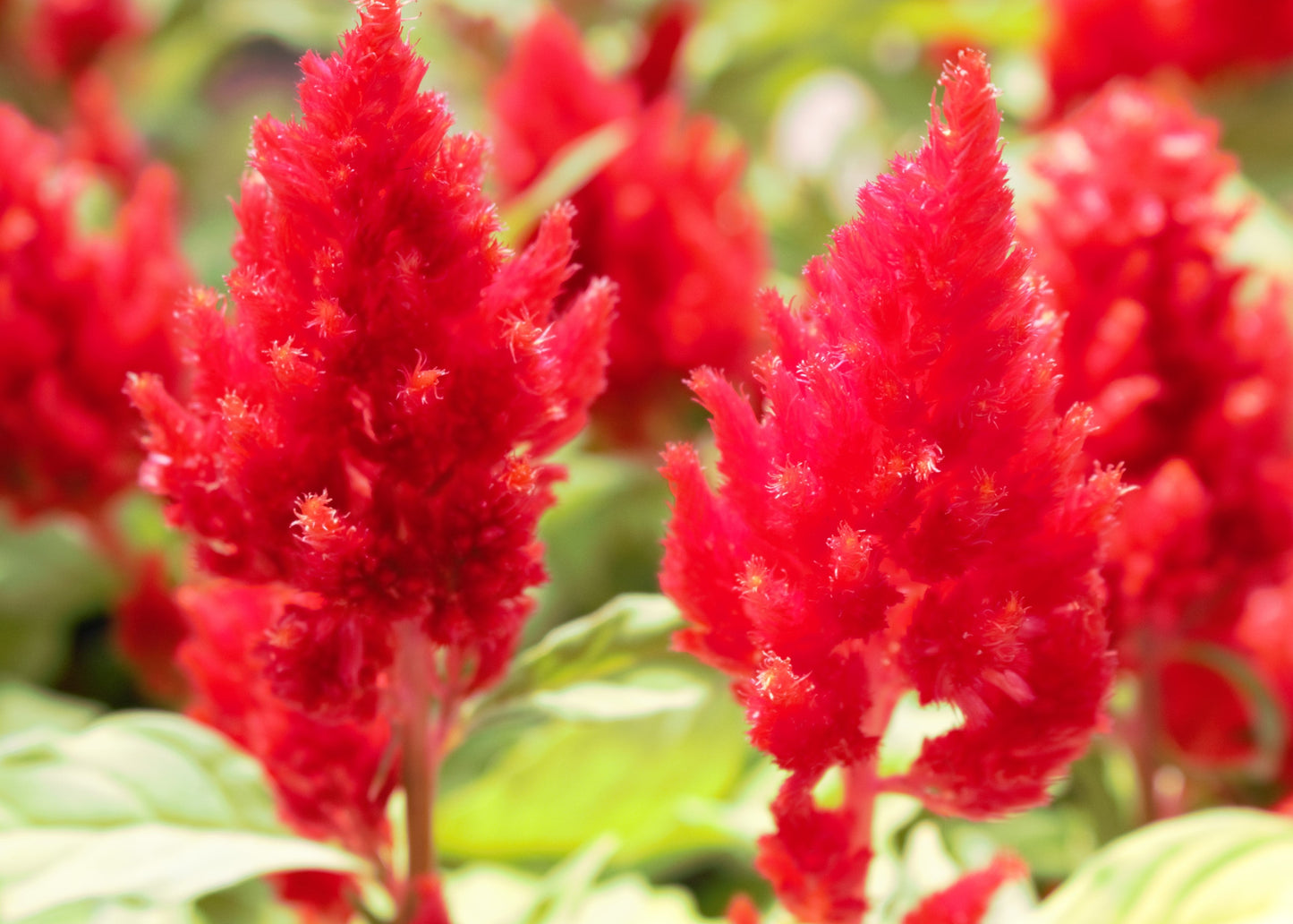 Castle Scarlet Celosia