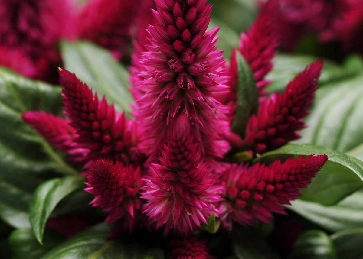 Celosia - Kosmo Cherry Purple Red
