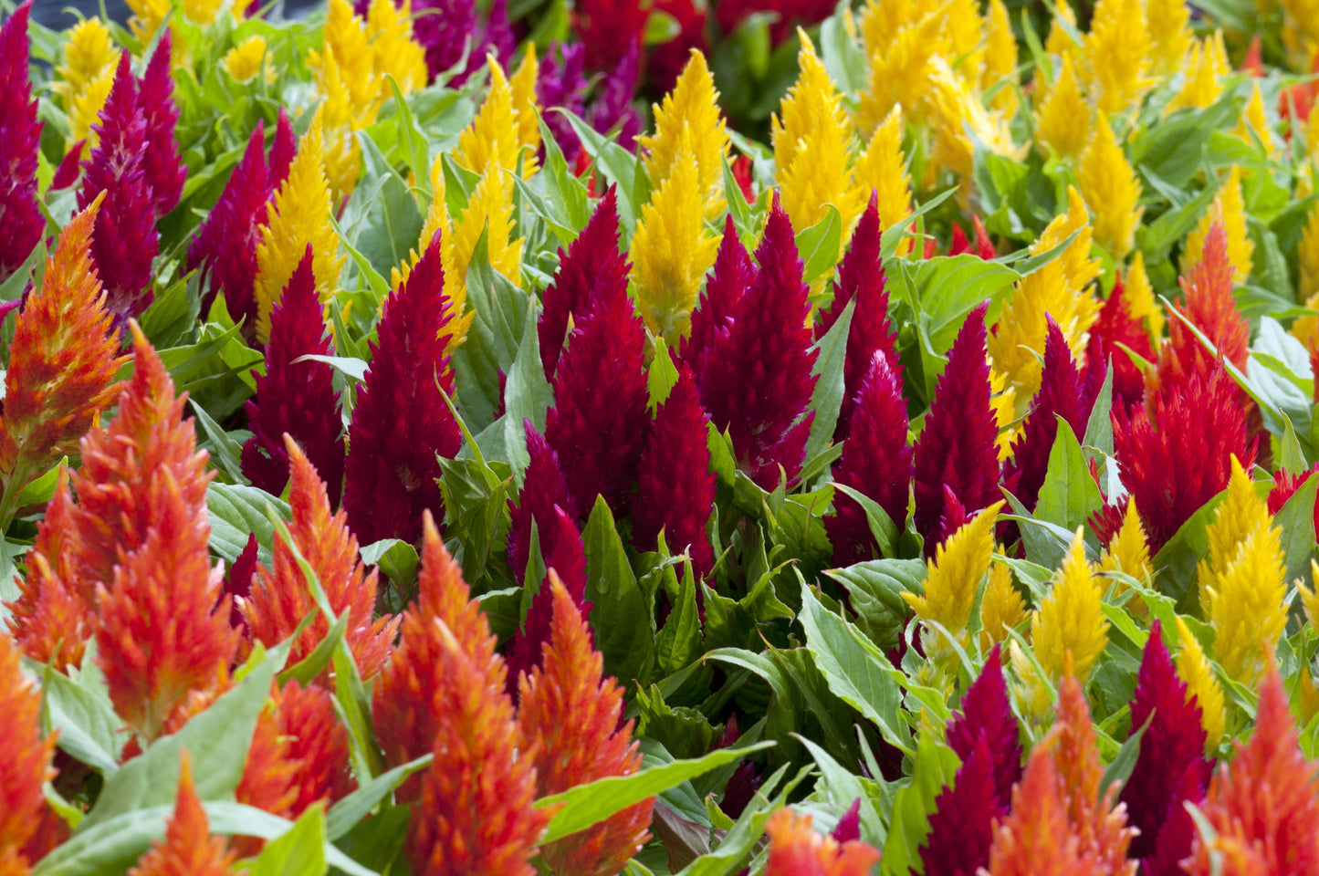 Assorted Celosia