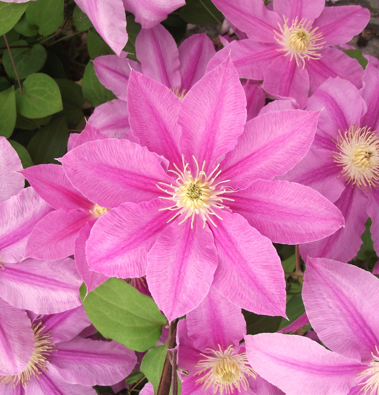 Abilene Clematis