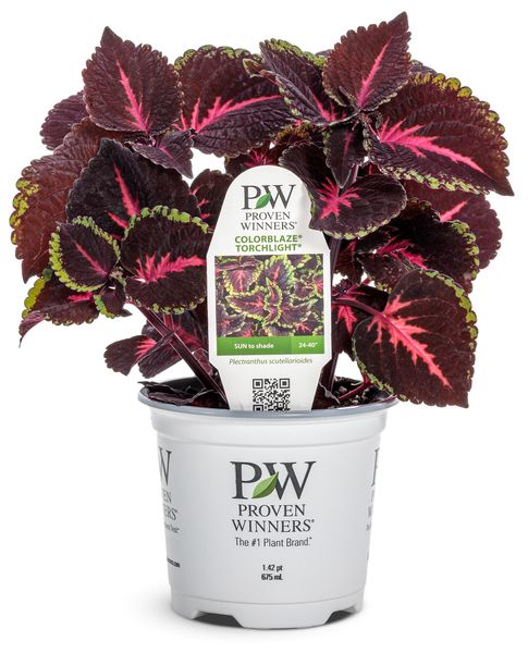 Torchlight Coleus