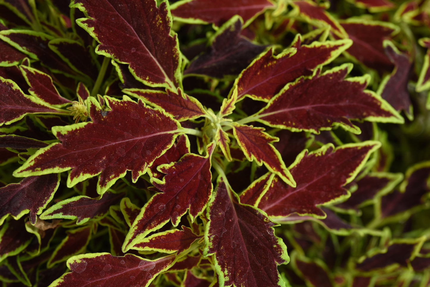 Serrano Flamethrower Coleus