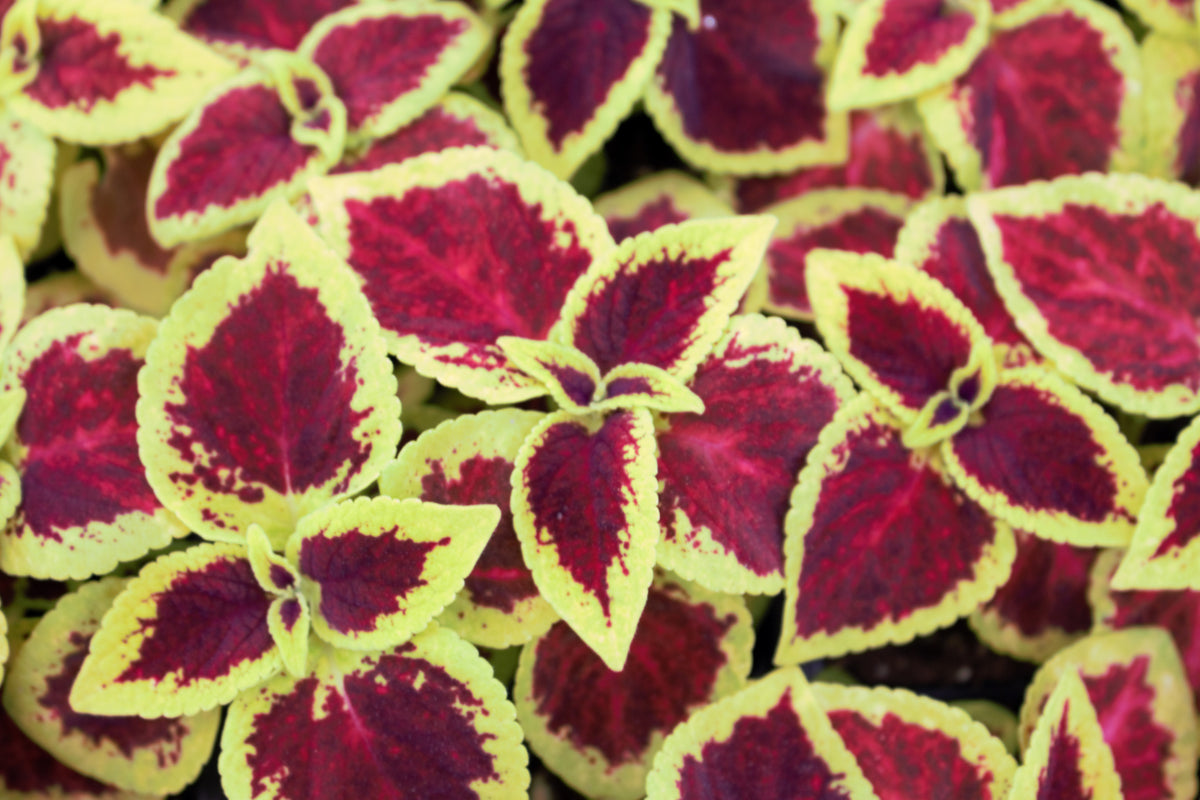 Wizard Scarlet Coleus