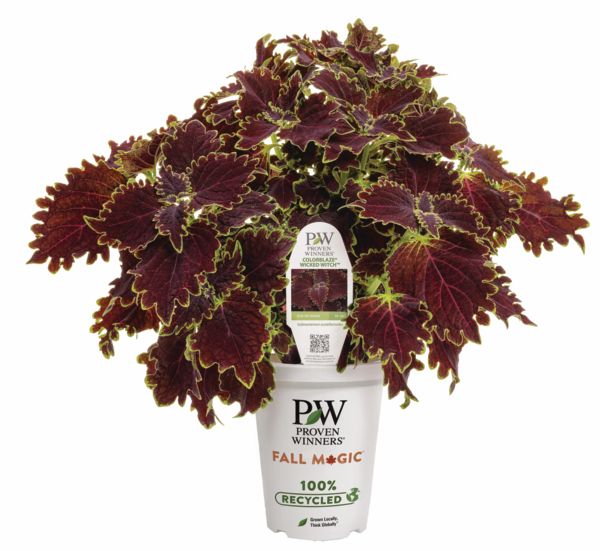Wicked Witch Coleus