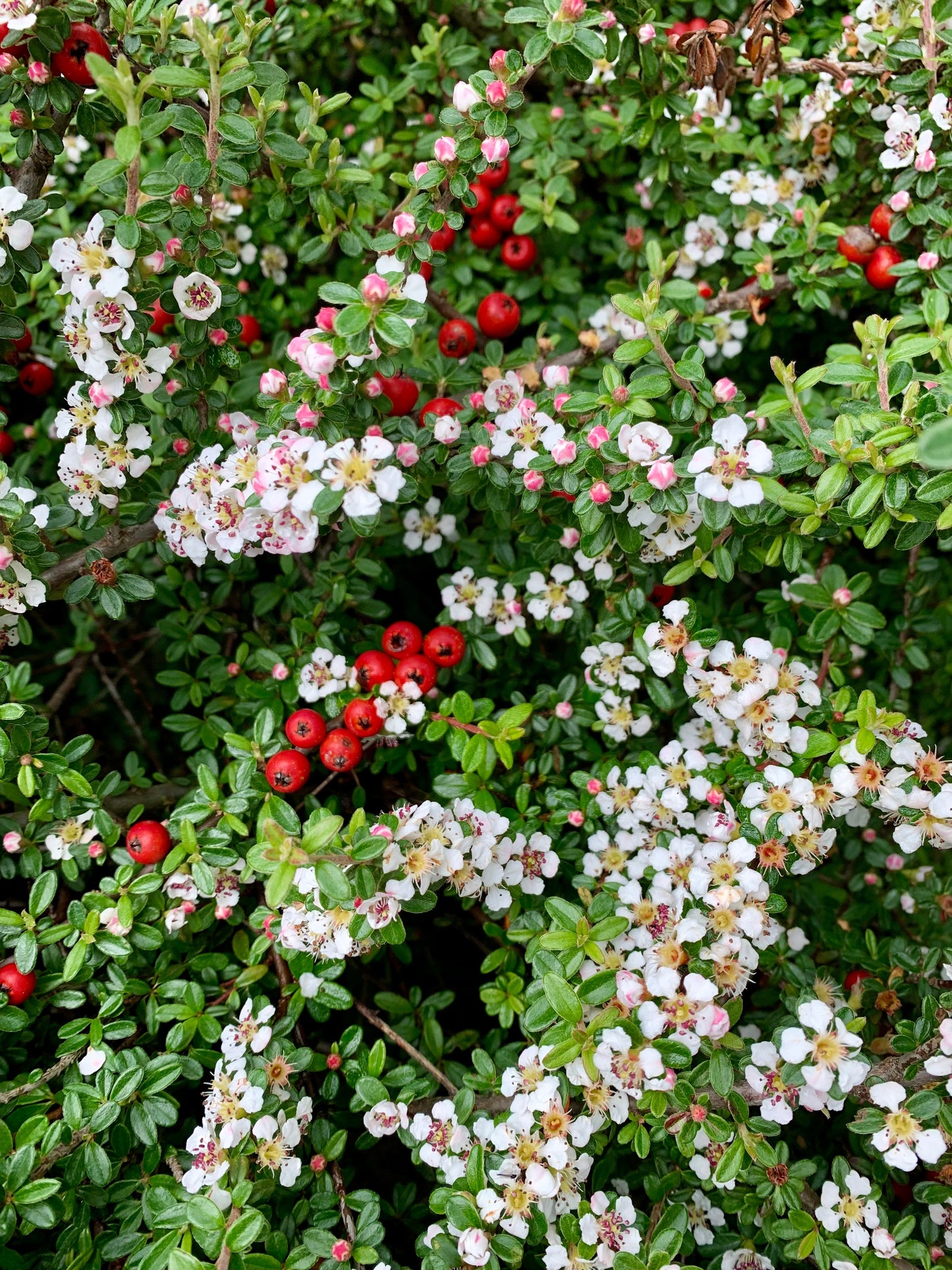 Coral Beauty Cotoneaster