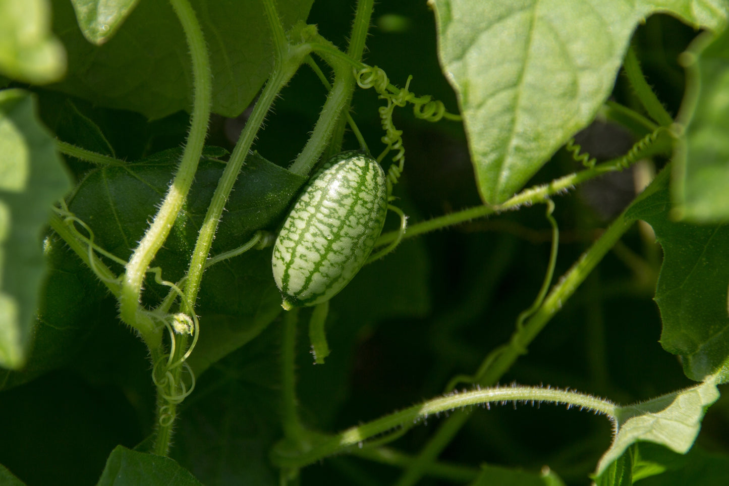 Cucamelon
