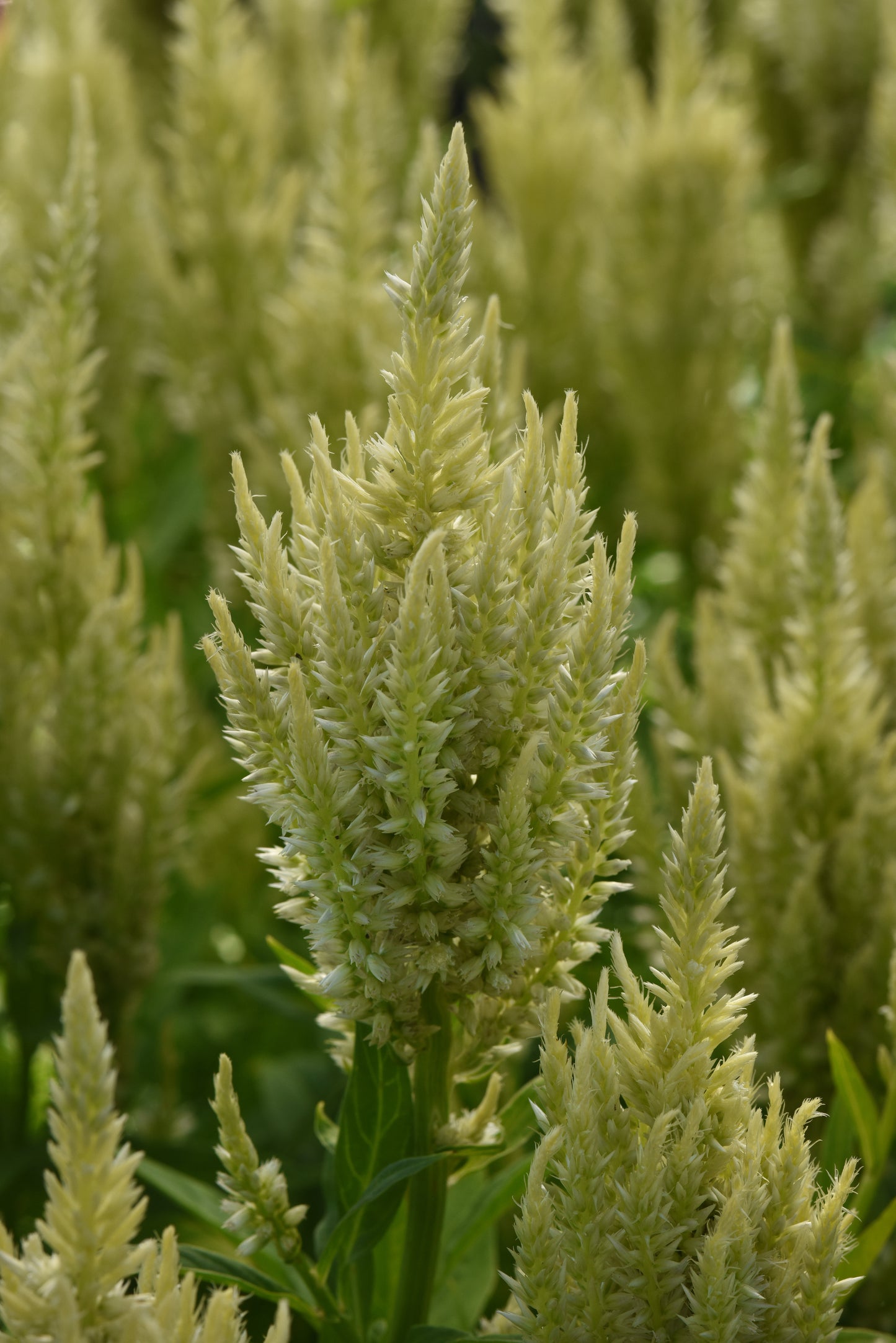Sunday Green Celosia