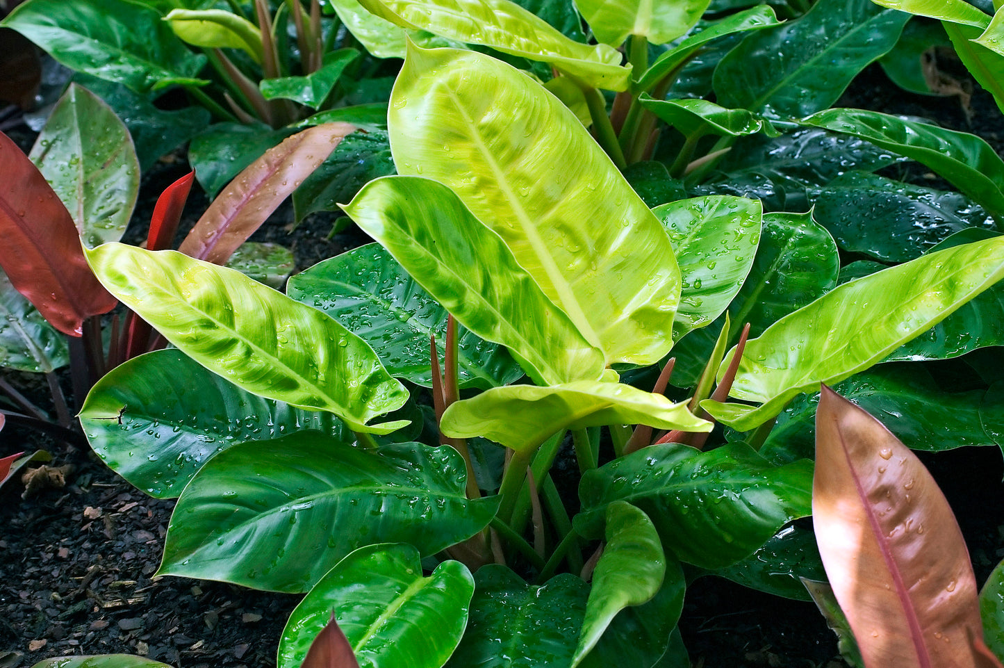 Moonlight Philodendron