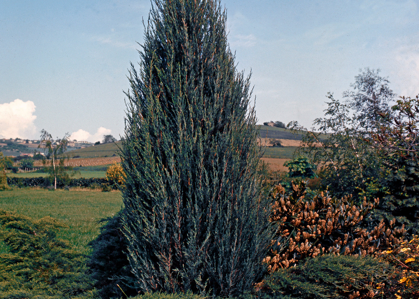 Moonglow Juniper