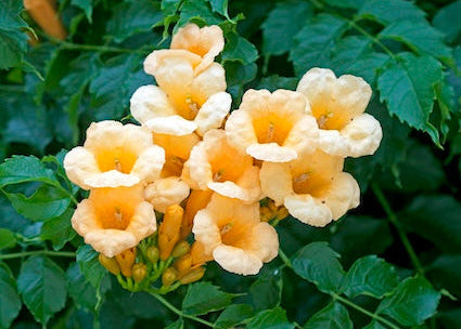 Flava Trumpet Vine