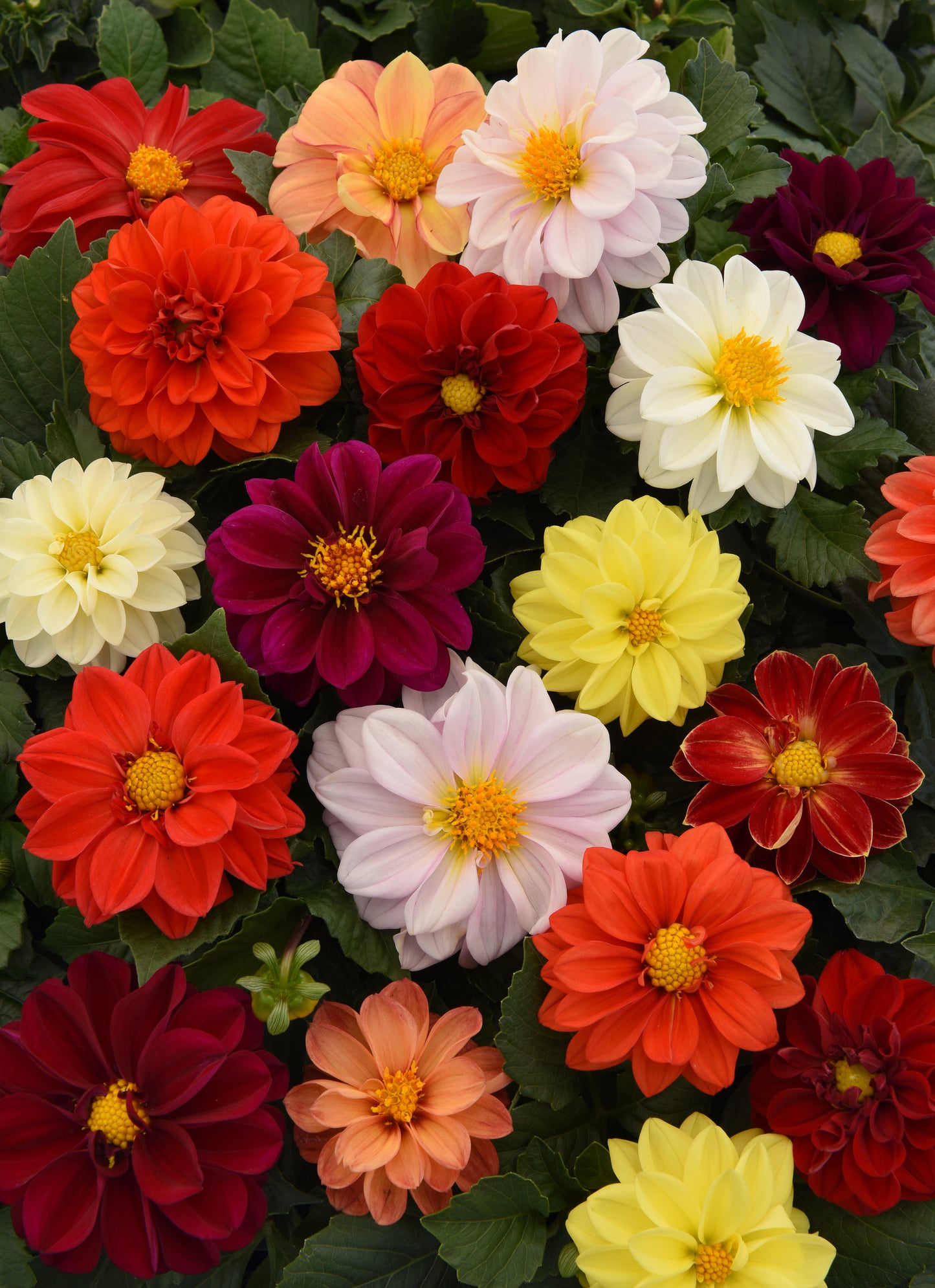 Dahlia Figaro