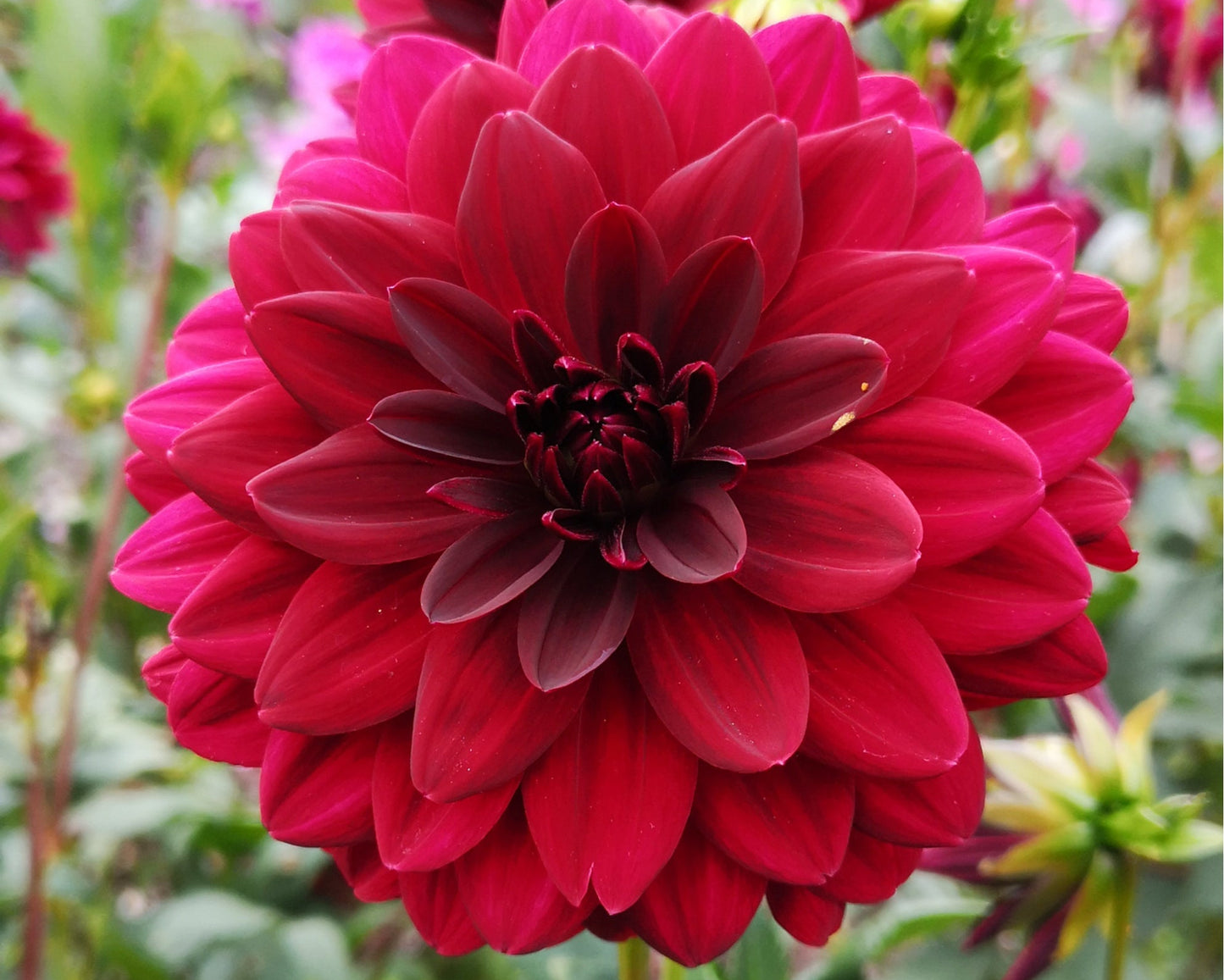 Patio Dinnerplate Garden Wonder Dahlia