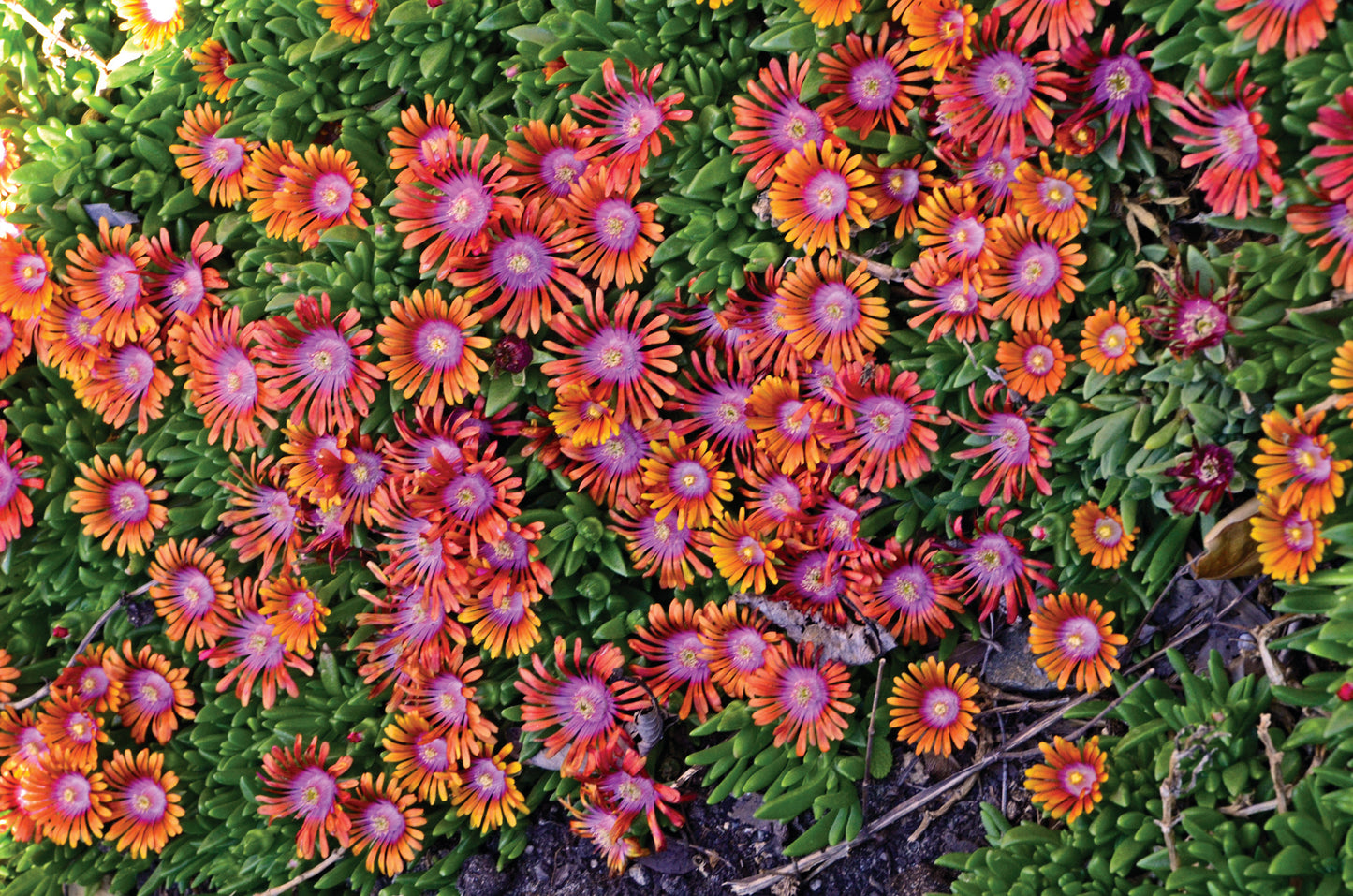 Firespinner Hardy Ice Plant