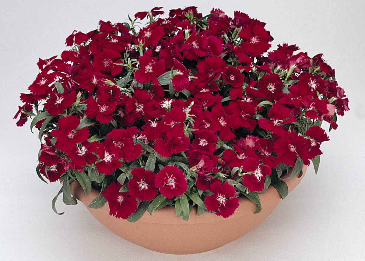 Floral Lace Crimson Dianthus
