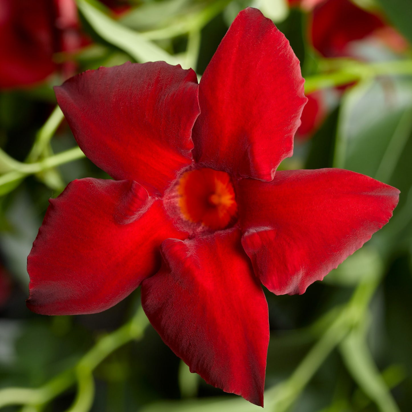 Maximo Red Mandevilla