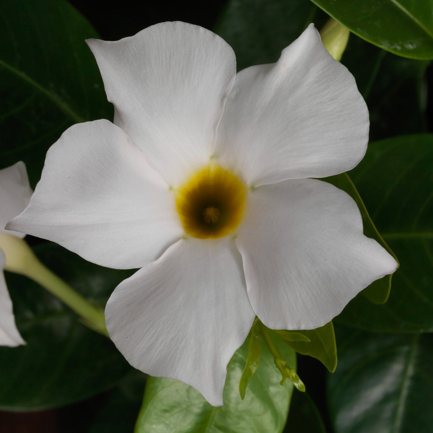 White Mandevilla