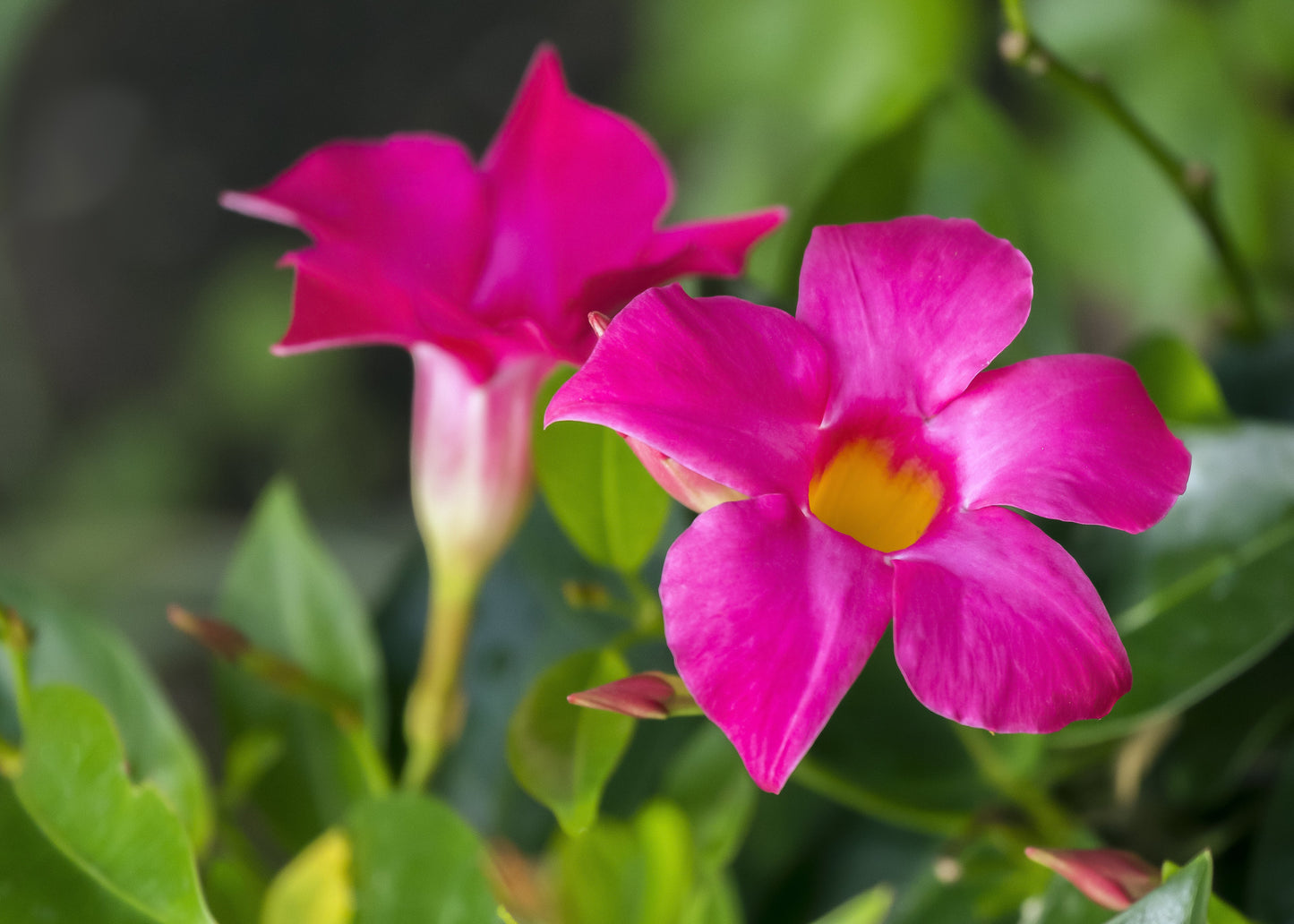 Pink Mandevilla