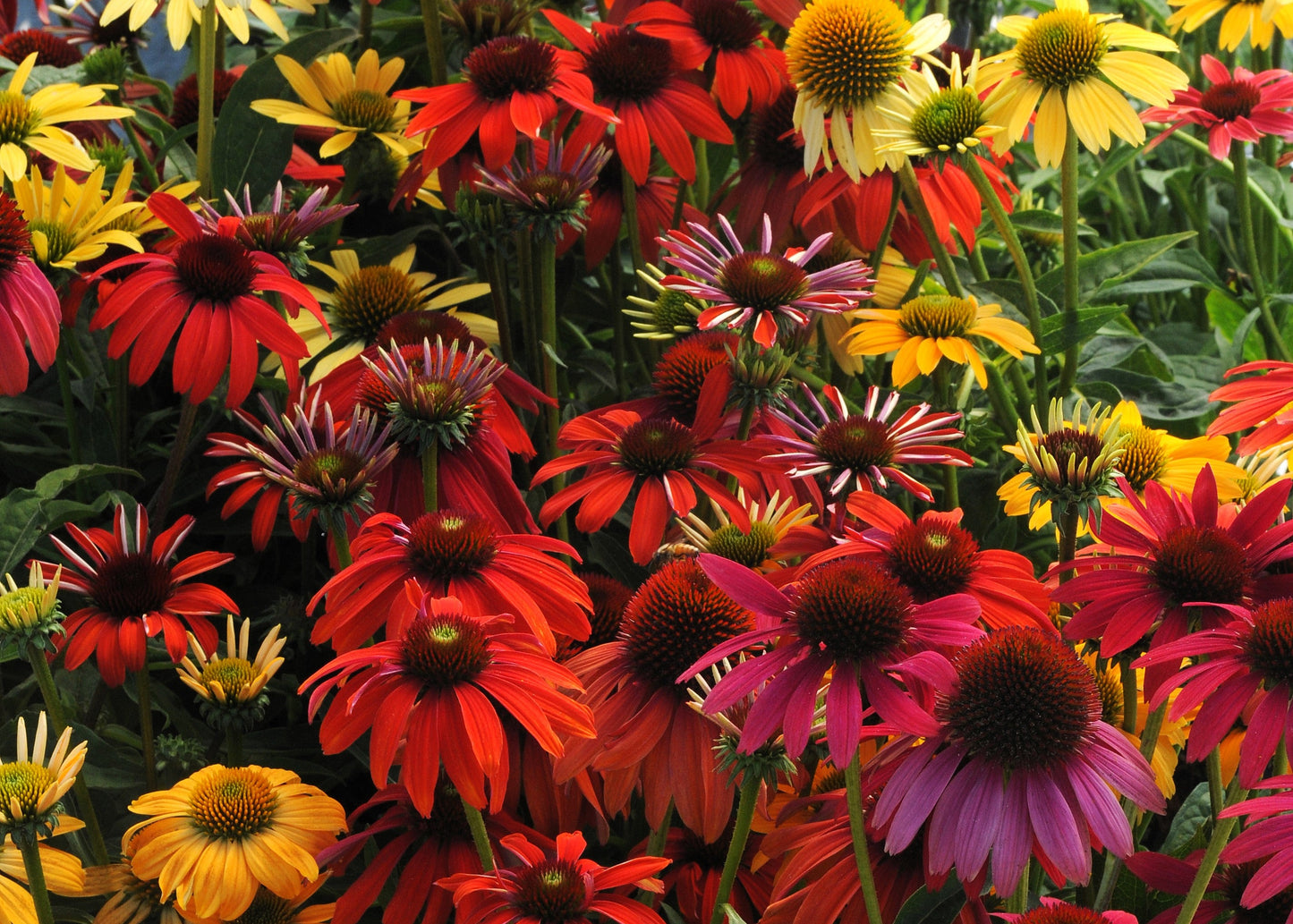 Cheyenne Spirit Coneflower