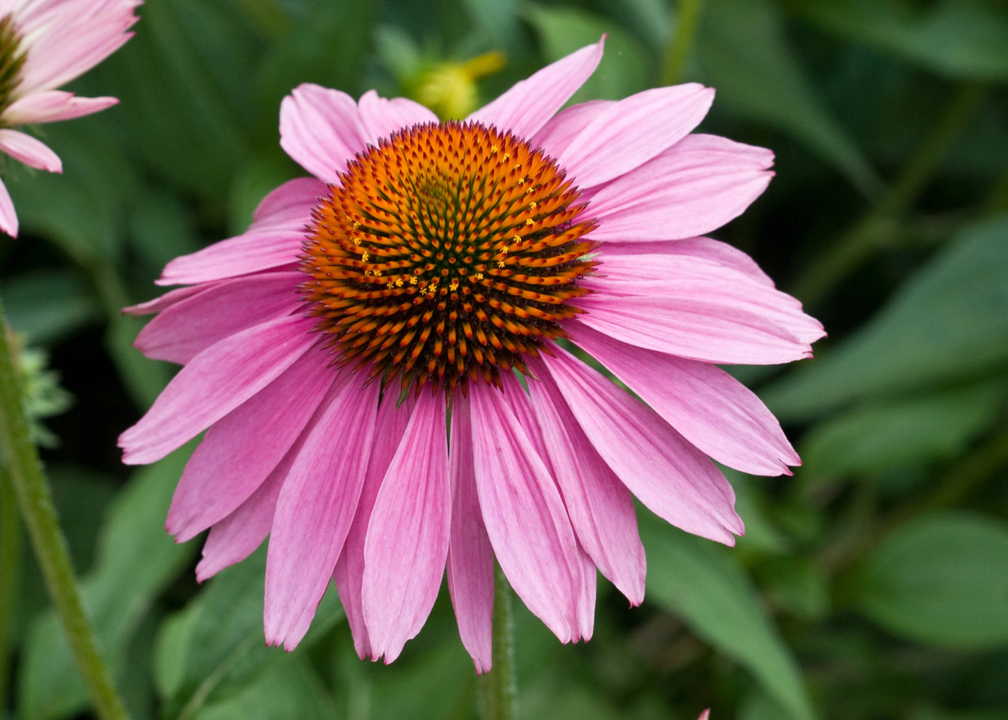 Purple Coneflower -