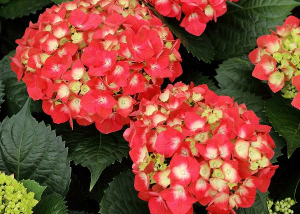 Eclipse Hydrangea