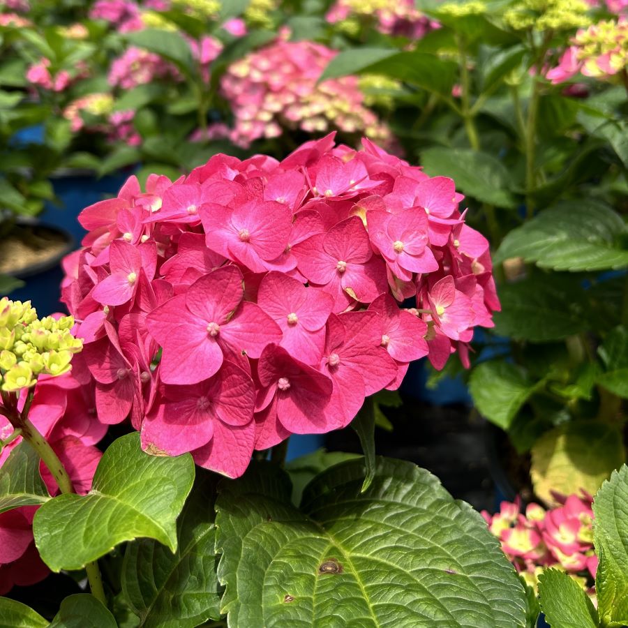 Endless Summer® Summer Crush® Hydrangea