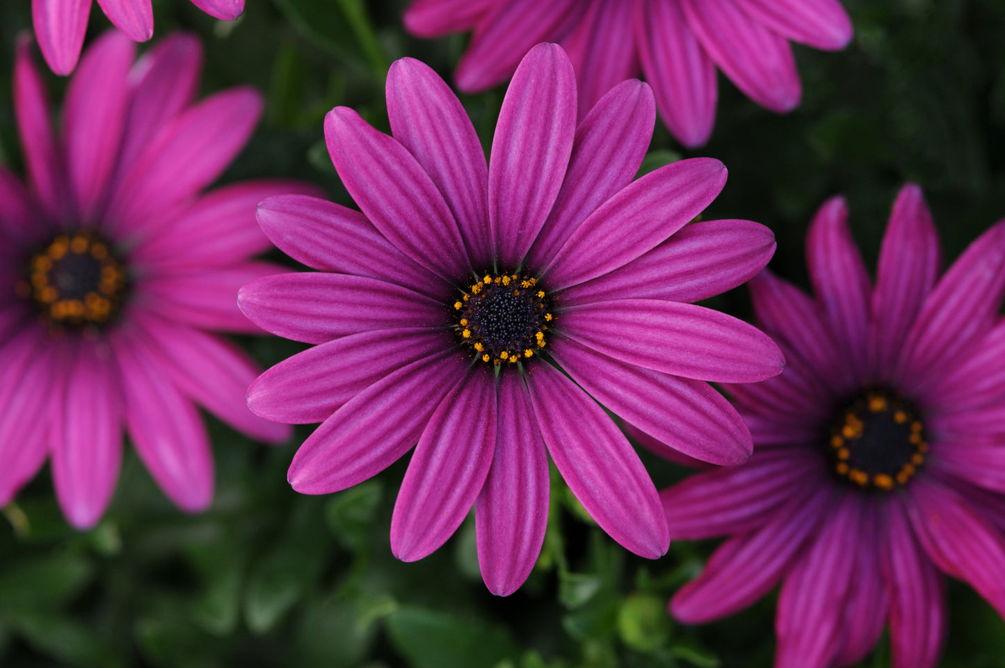 Purple Red Oestospermum