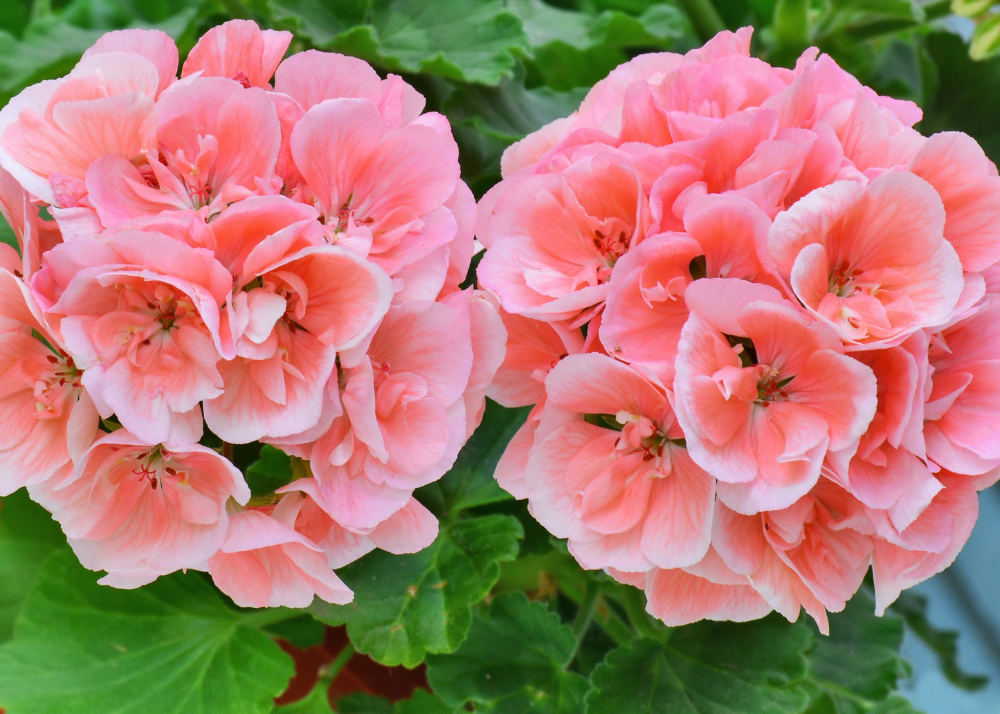 Geranium Salmon